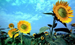 向日葵廣告公司的三重標(biāo)準(zhǔn)